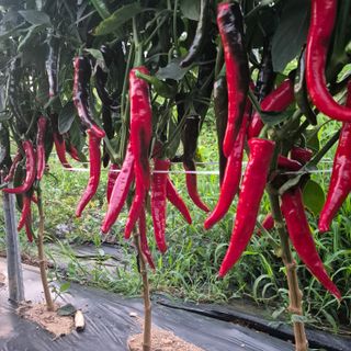 박흠님의 고추 · 영농일지 작성글 사진