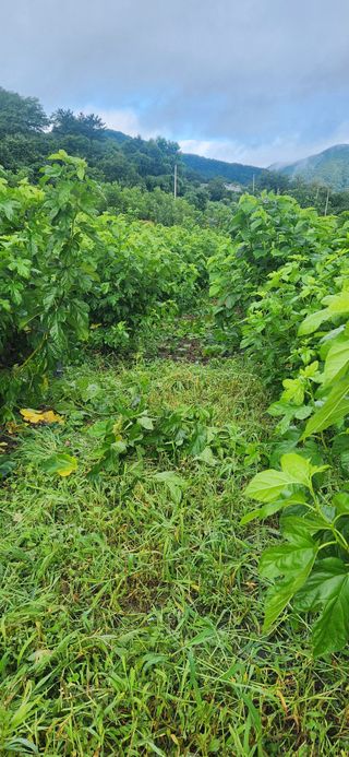 최군환님의 기타작물 · 영농일지 작성글 사진