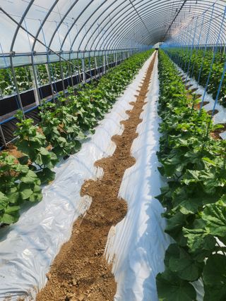 김저팔계님의 기타작물 · 영농일지 작성글 사진