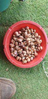 팜모닝 기타작물·영농일지 게시글 이미지