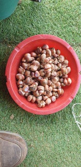 정천복님의 기타작물 · 영농일지 작성글 사진