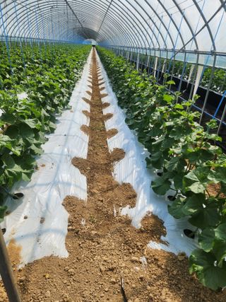 김저팔계님의 기타작물 · 영농일지 작성글 사진