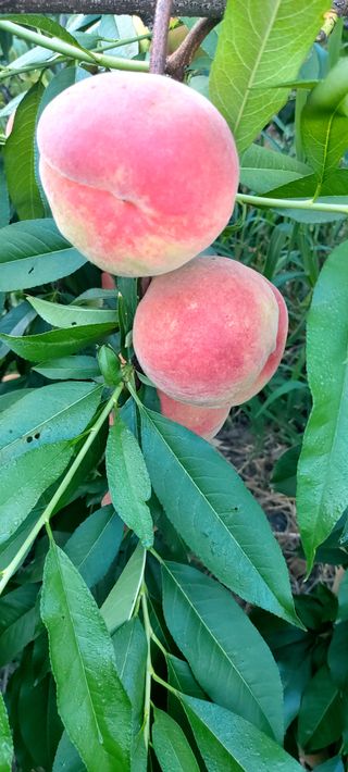 내장상동초보농부님의 기타작물 · 영농일지 작성글 사진