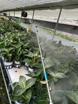 팜모닝 기타작물·영농일지 게시글 이미지