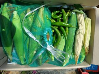 삼성농산님의 기타작물 · 영농일지 작성글 사진