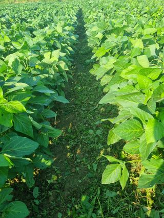 논산푸른팜님의 콩 · 영농일지 작성글 사진