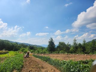 어명순님의 기타작물 · 영농일지 작성글 사진