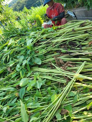 아리랑님의 참깨 · 영농일지 작성글 사진