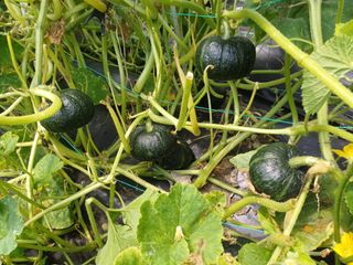 김진현님의 오이 · 영농일지 작성글 사진