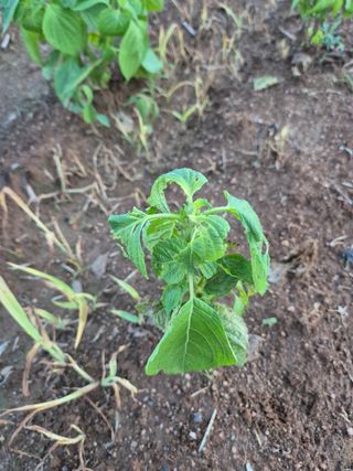 김기철님의 들깨 · 영농일지 작성글 사진