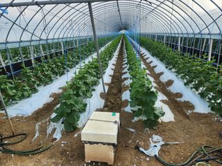 김저팔계님의 기타작물 · 영농일지 작성글 사진