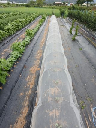 백영호님의 양배추 · 영농일지 작성글 사진