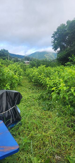 최군환님의 기타작물 · 영농일지 작성글 사진