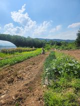 팜모닝 기타작물·영농일지 게시글 이미지