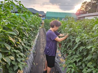 경달현님의 고추 · 영농일지 작성글 사진