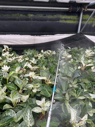 두릅나무15847님의 기타작물 · 영농일지 작성글 사진