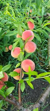 팜모닝 기타작물·영농일지 게시글 이미지