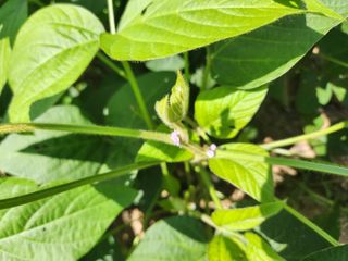 박진한님의 콩 · 영농일지 작성글 사진