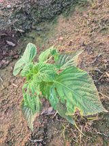 팜모닝 들깨·영농일지 게시글 이미지