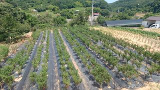 이순기님의 고추 · 영농일지 작성글 사진