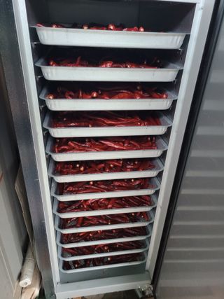 아리랑님의 고추 · 영농일지 작성글 사진