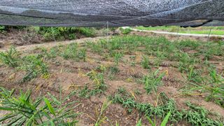 임상옥님의 기타작물 · 영농일지 작성글 사진