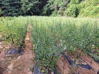 들깨 자색마 고추님의 들깨 · 영농일지 작성글 사진