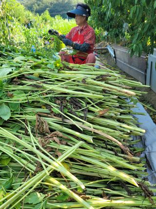 아리랑님의 참깨 · 영농일지 작성글 사진