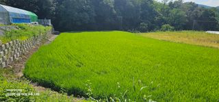 초보농부님의 벼 · 영농일지 작성글 사진