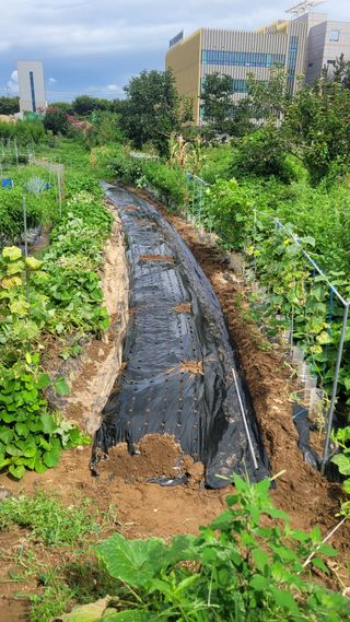 김영규님의 기타작물 · 영농일지 작성글 사진