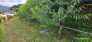 달맛햇복숭아농원님의 복숭아 · 영농일지 작성글 사진