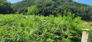 김경민님의 두릅 · 영농일지 작성글 사진