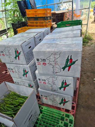 병풍취산채농원님의 기타작물 · 영농일지 작성글 사진