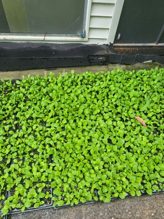 이상욱님의 배추 · 영농일지 작성글 사진