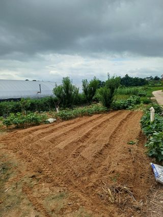 이철우님의 배추 · 영농일지 작성글 사진