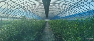 류근택님의 블루베리 · 영농일지 작성글 사진