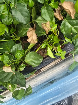 두릅나무15847님의 기타작물 · 영농일지 작성글 사진