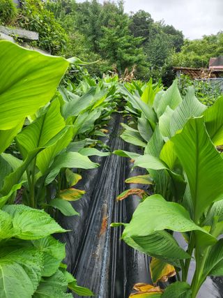 구리넝부님의 기타작물 · 영농일지 작성글 사진