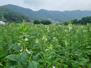 신현효님의 참깨 · 영농일지 작성글 사진
