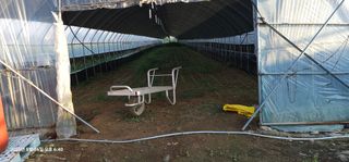 이장호님의 고추 · 영농일지 작성글 사진