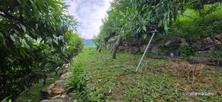 달맛햇복숭아농원님의 복숭아 · 영농일지 작성글 사진