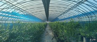 류근택님의 블루베리 · 영농일지 작성글 사진