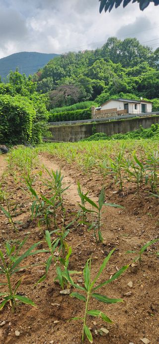 최군환님의 기타작물 · 영농일지 작성글 사진