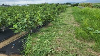 늘푸른 농장주님의 기타작물 · 영농일지 작성글 사진