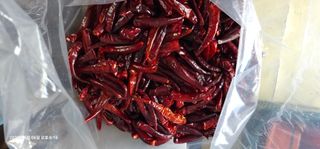 이장호님의 고추 · 영농일지 작성글 사진