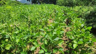 남상호 님의 콩 · 영농일지 작성글 사진