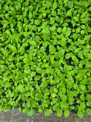 이상욱님의 배추 · 영농일지 작성글 사진