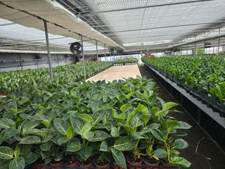 두릅나무15847님의 기타작물 · 영농일지 작성글 사진