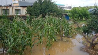 문재웅님의 기타작물 · 영농일지 작성글 사진