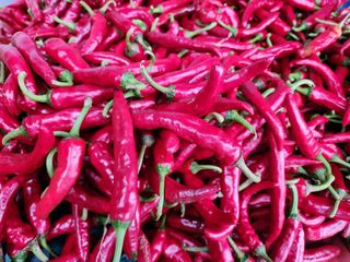 옥수수14683님의 기타작물 · 영농일지 작성글 사진